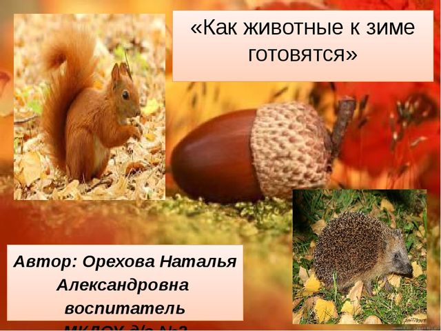 Как животные к зиме готовятся. Презентация