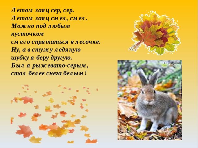 Как животные к зиме готовятся. Презентация