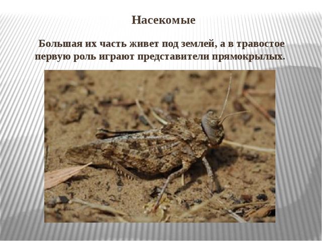Насекомые степи. Презентация по ознакомлению с окружающим миром и экологии