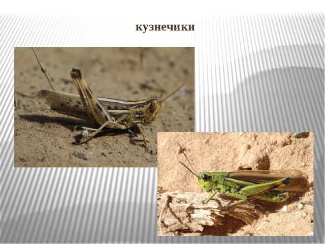 Насекомые степи. Презентация по ознакомлению с окружающим миром и экологии