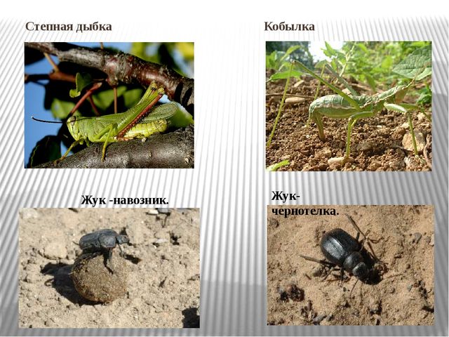 Насекомые степи. Презентация по ознакомлению с окружающим миром и экологии