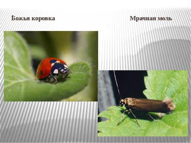 Насекомые степи. Презентация по ознакомлению с окружающим миром и экологии