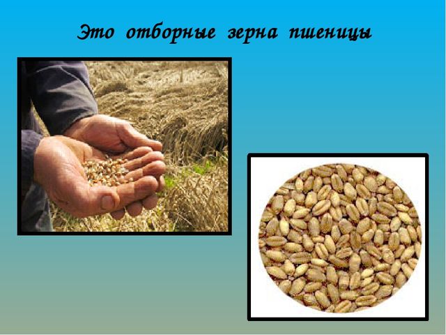 Как хлеб на наш стол пришёл? Презентация по ознакомлению с окружающим миром