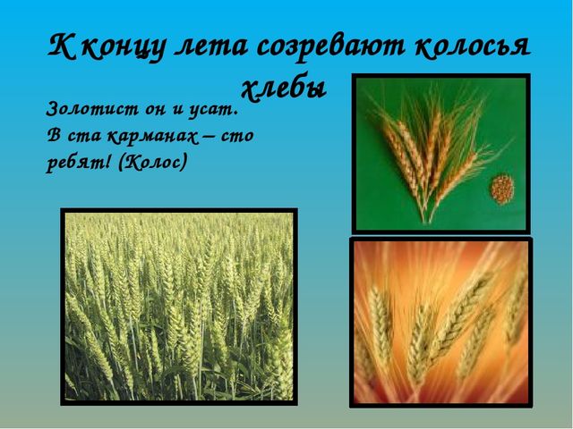 Как хлеб на наш стол пришёл? Презентация по ознакомлению с окружающим миром