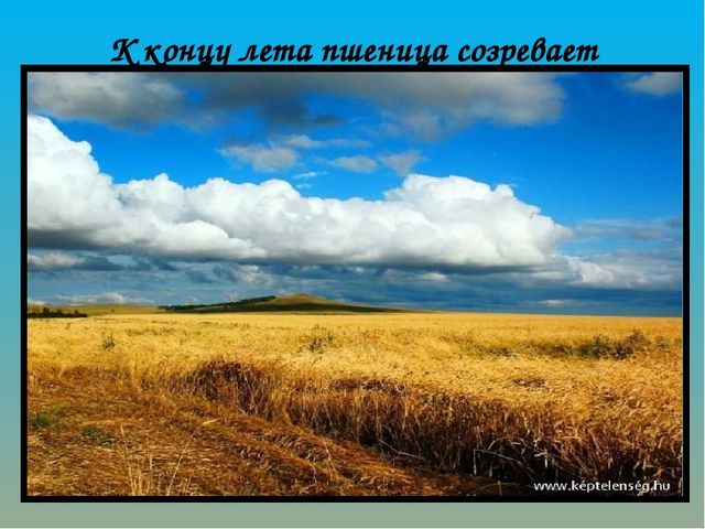Как хлеб на наш стол пришёл? Презентация по ознакомлению с окружающим миром