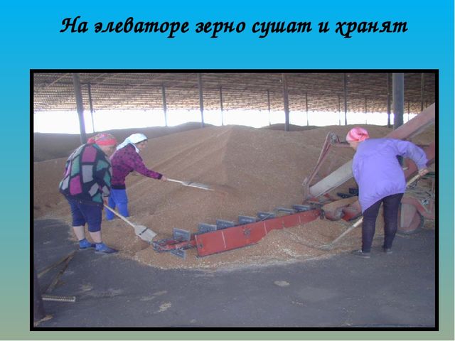 Как хлеб на наш стол пришёл? Презентация по ознакомлению с окружающим миром