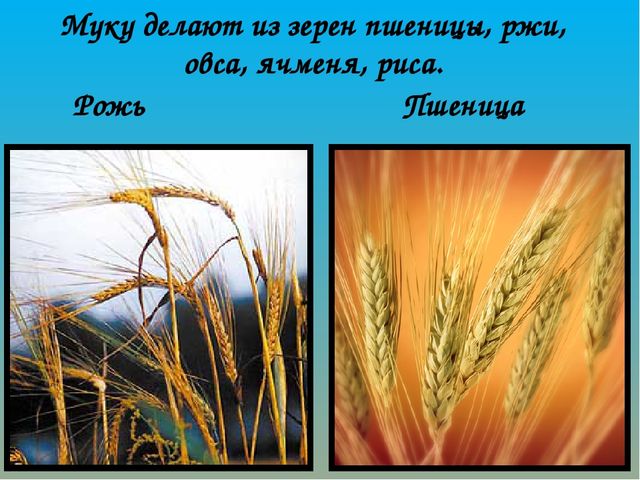 Как хлеб на наш стол пришёл? Презентация по ознакомлению с окружающим миром