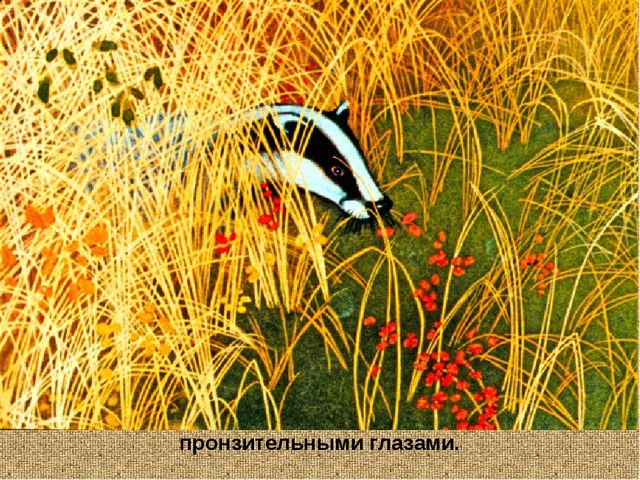 Барсучий нос. Презентация рассказа К. Паустовского