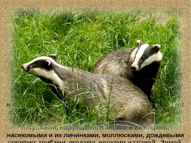 Барсучий нос. Презентация рассказа К. Паустовского