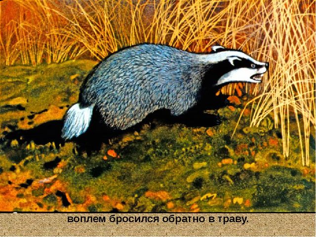 Барсучий нос. Презентация рассказа К. Паустовского