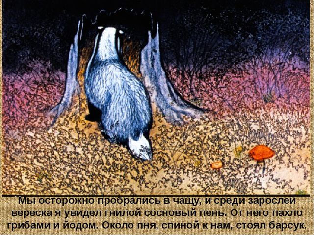Барсучий нос. Презентация рассказа К. Паустовского