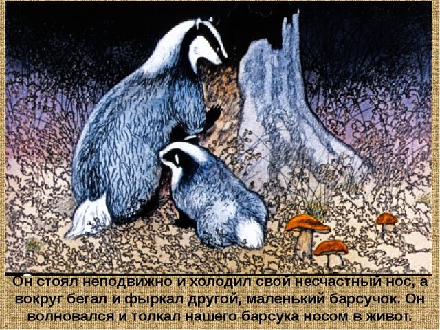 Барсучий нос. Презентация рассказа К. Паустовского