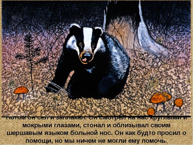 Барсучий нос. Презентация рассказа К. Паустовского