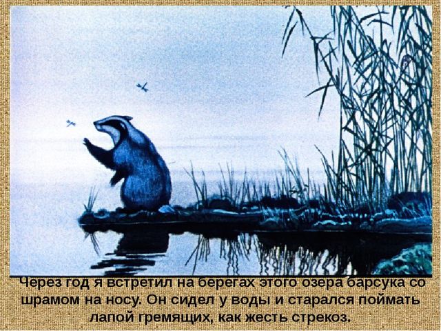 Барсучий нос. Презентация рассказа К. Паустовского