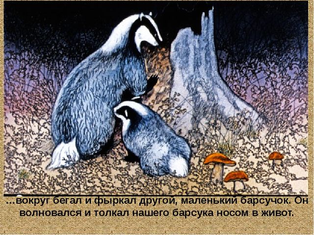 Барсучий нос. Презентация рассказа К. Паустовского