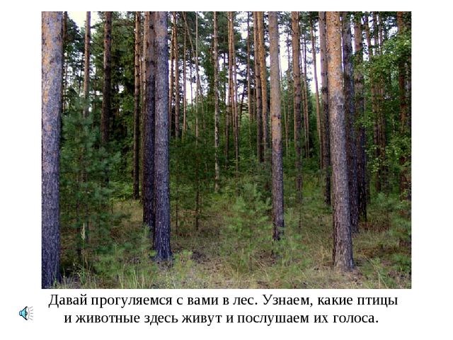 Презентация к НОД. Лес и его обитатели
