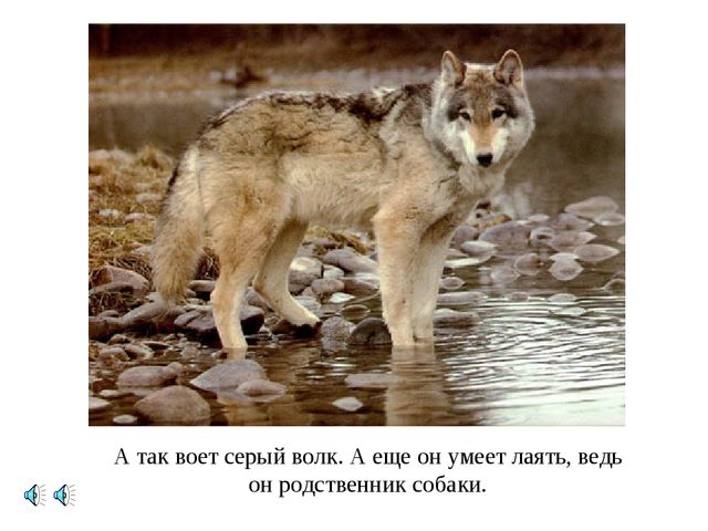 Презентация к НОД. Лес и его обитатели