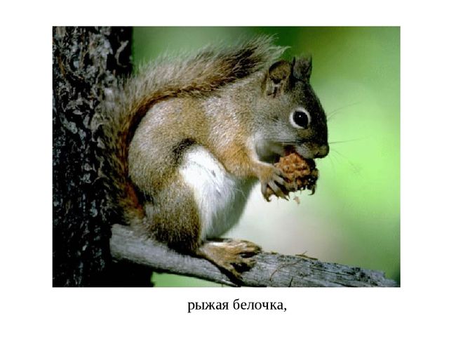 Презентация к НОД. Лес и его обитатели