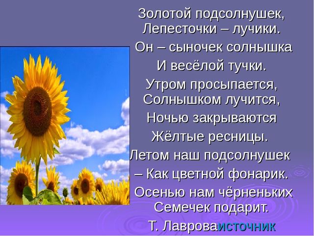 Подсолнушек. Презентация для детей