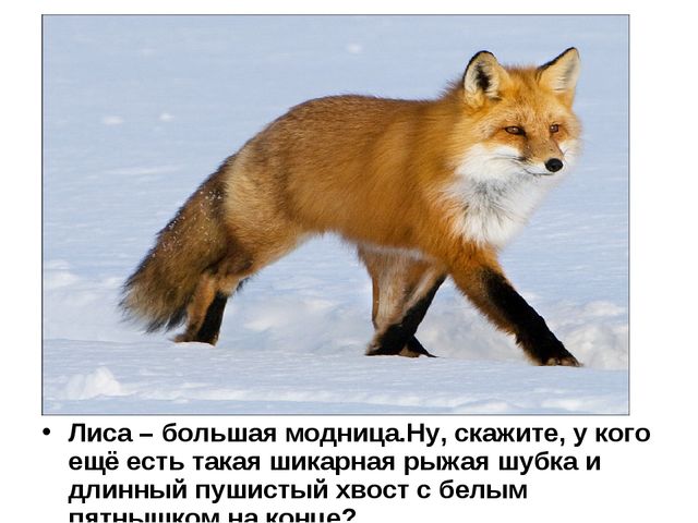 Лисы. Презентация