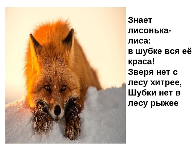 Лисы. Презентация