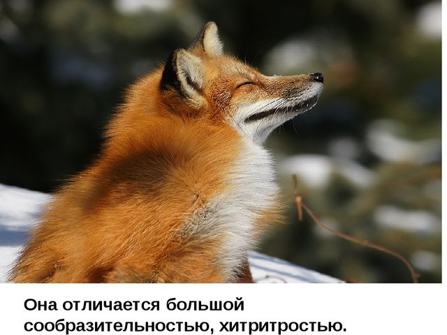 Лисы. Презентация