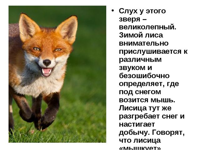 Лисы. Презентация