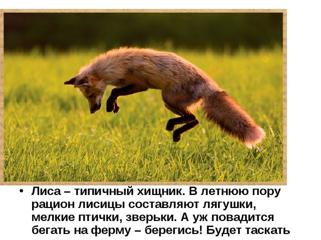 Лисы. Презентация