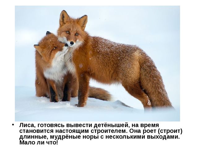 Лисы. Презентация