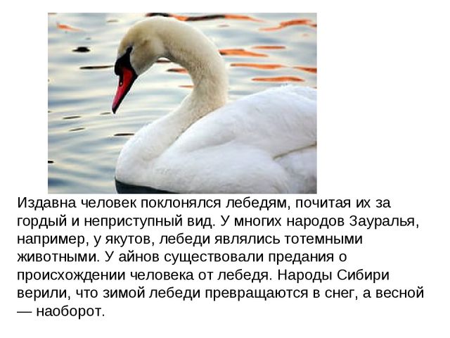 Лебеди. Презентация
