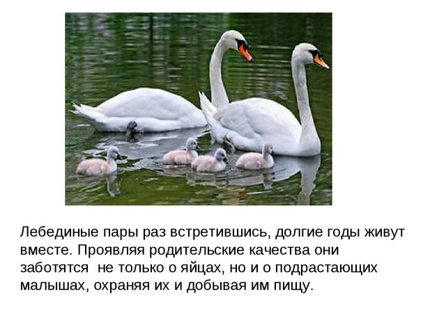 Лебеди. Презентация