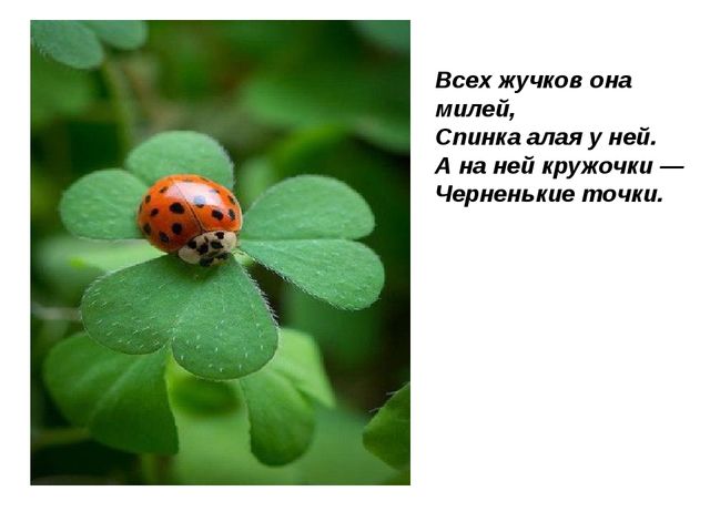 Божьи коровки. Презентация для детей