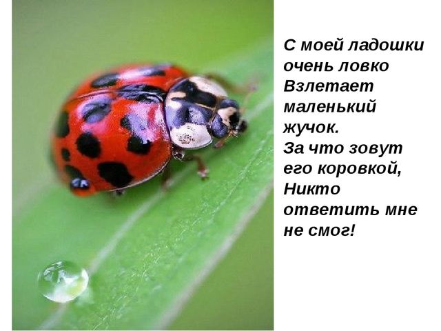 Божьи коровки. Презентация для детей