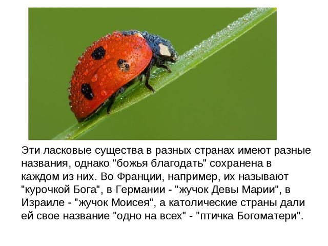 Божьи коровки. Презентация для детей
