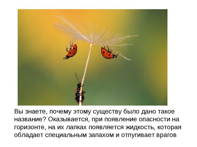 Божьи коровки. Презентация для детей