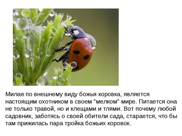 Божьи коровки. Презентация для детей