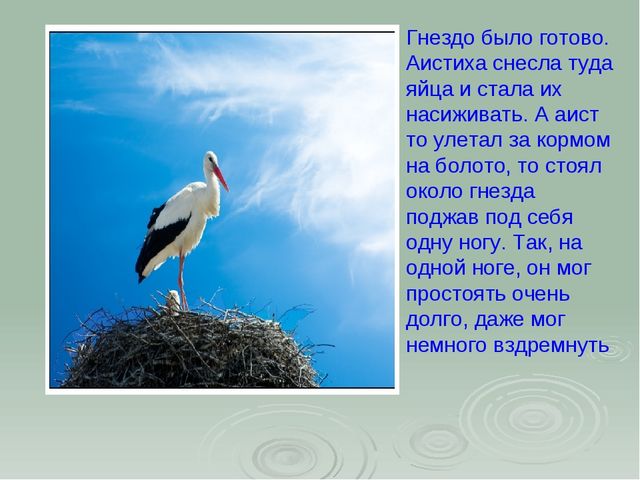 Аист. Презентация для детей