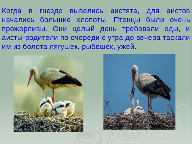 Аист. Презентация для детей