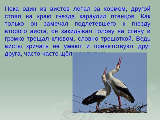 Аист. Презентация для детей