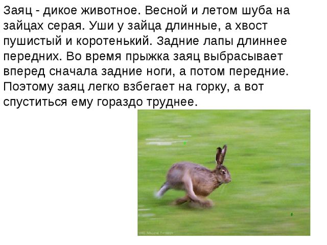 Зайчишка. Презентация для детей