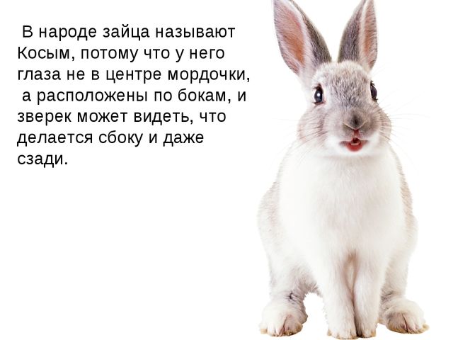 Зайчишка. Презентация для детей