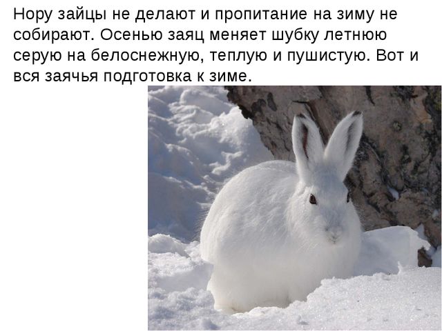 Зайчишка. Презентация для детей