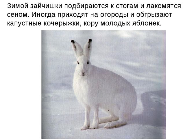 Зайчишка. Презентация для детей