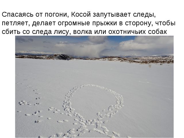 Зайчишка. Презентация для детей