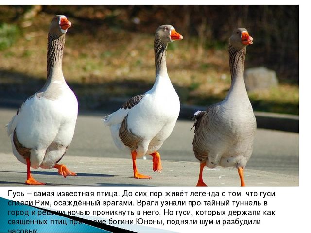 Гуси. Презентация для детей