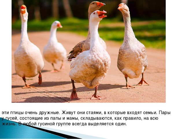 Гуси. Презентация для детей