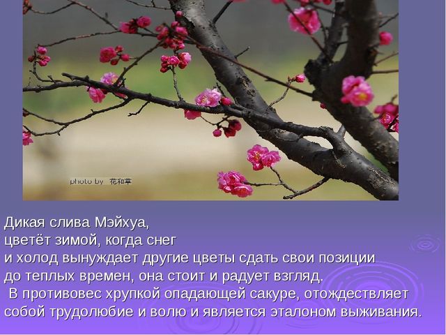Ветка сливы мейхуа. Презентация для детей