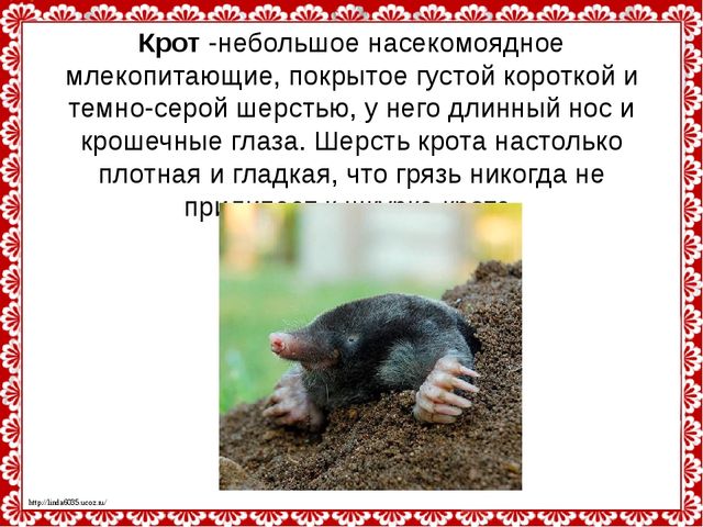 Слепые землекопы. Презентация