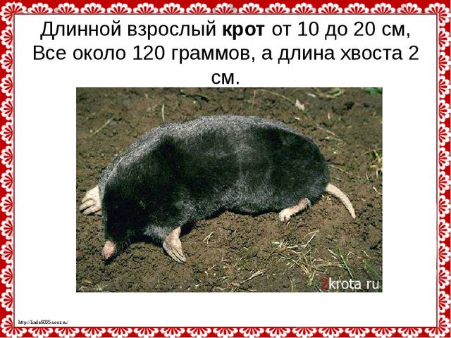 Слепые землекопы. Презентация