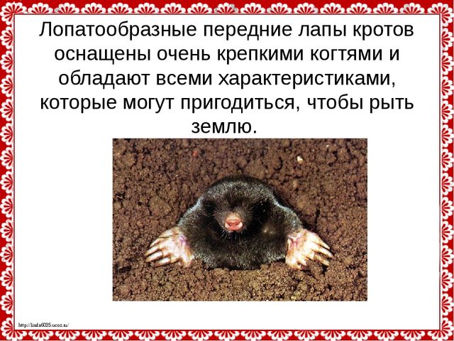 Слепые землекопы. Презентация